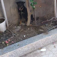 واگذاری  سگ