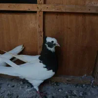 کفتر طوقی دوتاش ۶۰۰