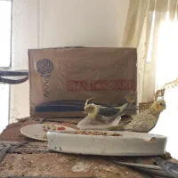 عدوس هلندی قیمت بسیار مناسب|پرنده|لالجین, |دیوار