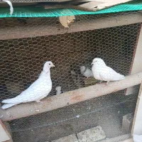 سفید تهرونی