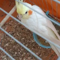 عروس هلندی|پرنده|تکاب, |دیوار