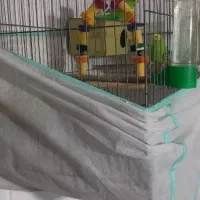 مرغ عشق فروشی