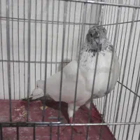 کبوتر غریب گیری