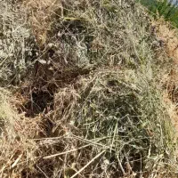 علف|لوازم جانبی حیوانات|کندوان, |دیوار