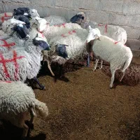 گوسفند رمانوف آبستن|حیوانات مزرعه|زرند, |دیوار