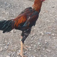 خروس لاری