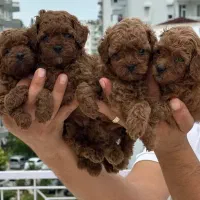 سگ پودل رنگ رد