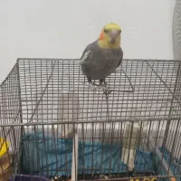 عروس هلندی|پرنده|قم, شهرک امام حسین|دیوار