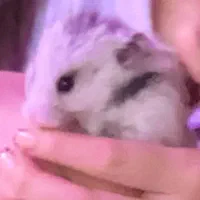 همستر کمپل|موش و خرگوش|بجنورد, |دیوار