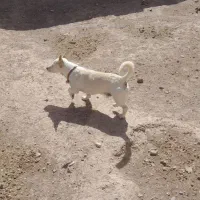 سلام سگ بازی گوش