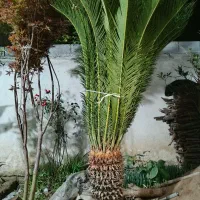 فروش دو عدد سیکاس|گل و گیاه طبیعی|رودسر, |دیوار