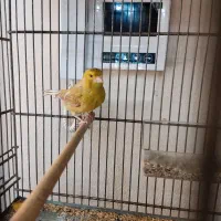 قناری نر اوپال