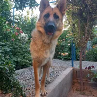 ژرمن ورک ماده|سگ|ورامین, خیر آباد|دیوار