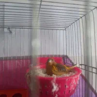 یک جفت قناری اصیل سوخته با هفت تا تخم|پرنده|مشگین شهر, |دیوار