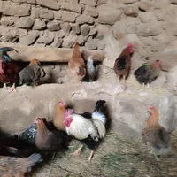 خروس محلی و تخم مرغ محلی|خوردنی و آشامیدنی|شازند, |دیوار