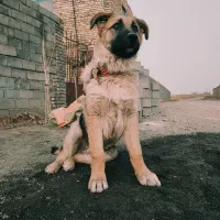 سگ نژاد ژرمن