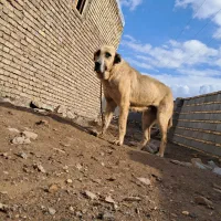 سگ سرابی قد مثبت ۸۰  نسل خال