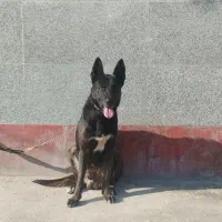 فروش فوری سگ مایونز|سگ|بندر ماهشهر, |دیوار