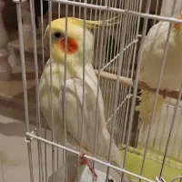 فروش عروس هلندی نژاد لوتینو