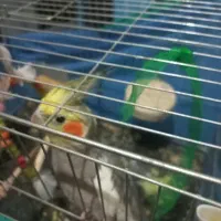 عروس هلندی سخنگو