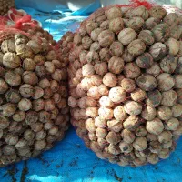 گردو کوهستان