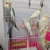 جوجه عروس  و جفت عروس هلندی