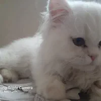 واگذاری گربه