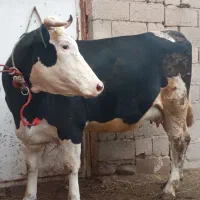 گاو سیمینتال اولین زایمان