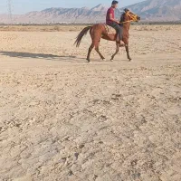 اسب مادیون سواری عالی