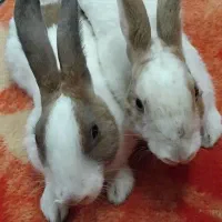 خرگوش خانگی