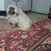 سگ گم شوده