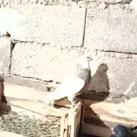 کبوتر طوقی|پرنده|میانه, |دیوار