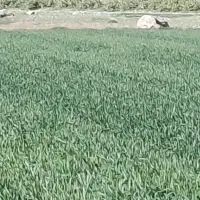گندم بذری غنی شده