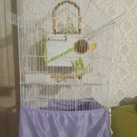 قبول واگذاری طوطی سانان