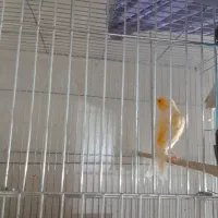 قناری ماده|پرنده|تهران, میرداماد|دیوار