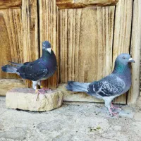 فروش کبوتر پلاکی سبز و سفید مسافتی|پرنده|باغ بهادران, |دیوار
