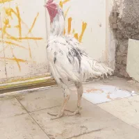 خروس‌لاری‌اصل