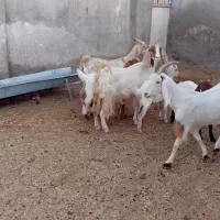 ۳ راس بز زایده