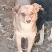 سگ ..