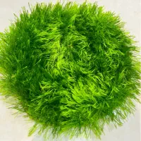 اسکاج ظرفشویی|لوازم نظافت|ساری, |دیوار