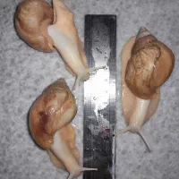 حلزون آچاتینا آلبینو|خزنده|تهران, شهرک محلاتی|دیوار