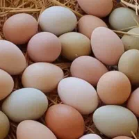تخم مرغ محلی