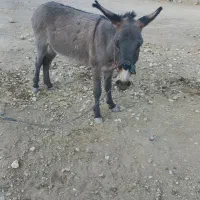 الاغ|حیوانات مزرعه|منج, |دیوار