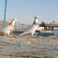 دوتا نر یه ماده خاص|پرنده|سنندج, |دیوار