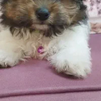 توله شیتزو دوماهه