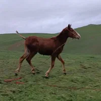 کره اسب نه ماهه