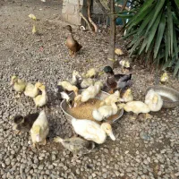 چوجه اردک یک‌ماه نژاد گوشتی و تخمگذار|حیوانات مزرعه|رودبنه, |دیوار