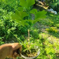 ژینکو سطل ۳ ریشه پرس