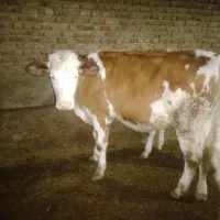 گوساله ماده سیمنتال قرمز