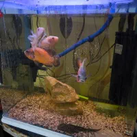 آکواریوم کامل و آماده استفاده همراه ماهی|ماهی|ایلام, |دیوار